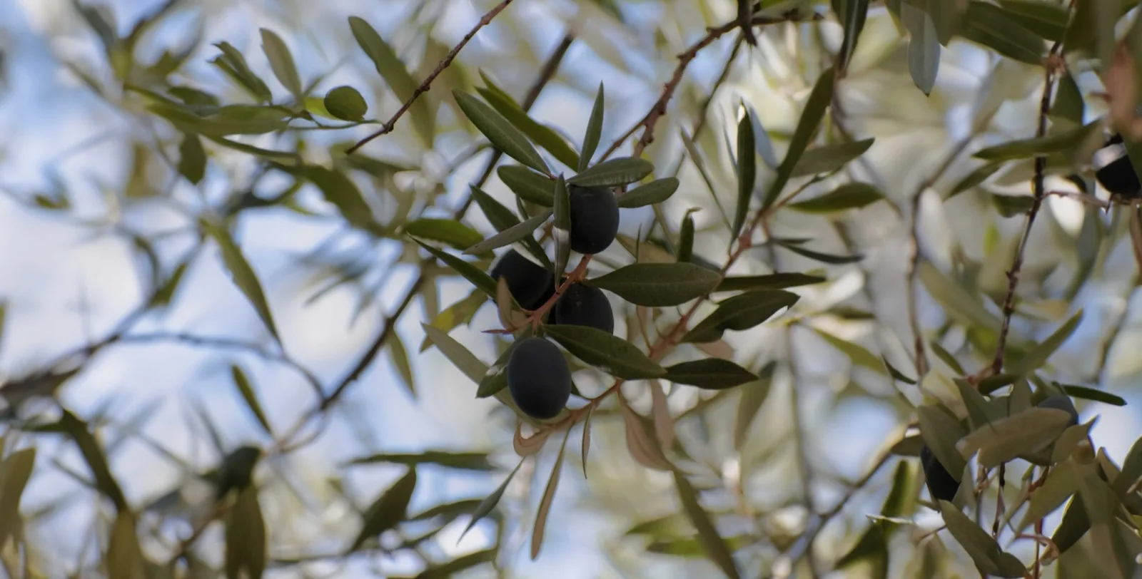 Oliven aus Kalamata — kalte Vorspeise